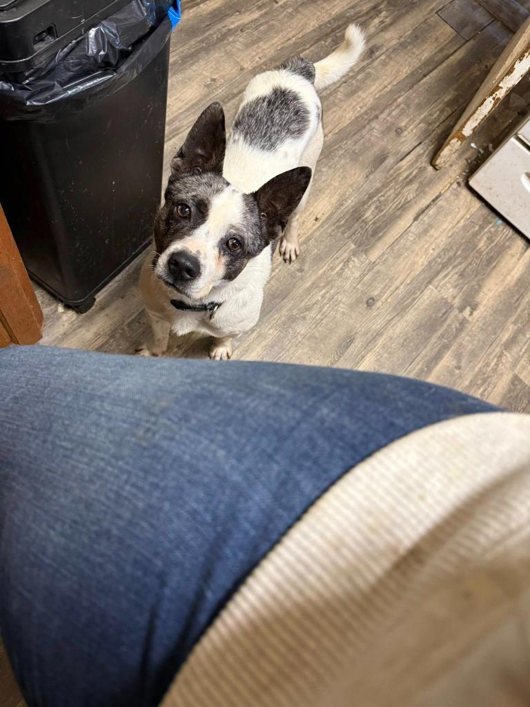 Ronnie — thumbnail 2