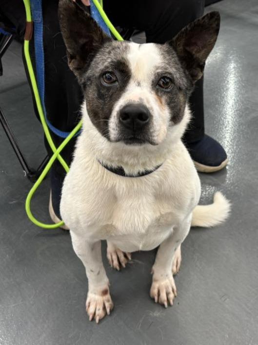 Ronnie — thumbnail 3