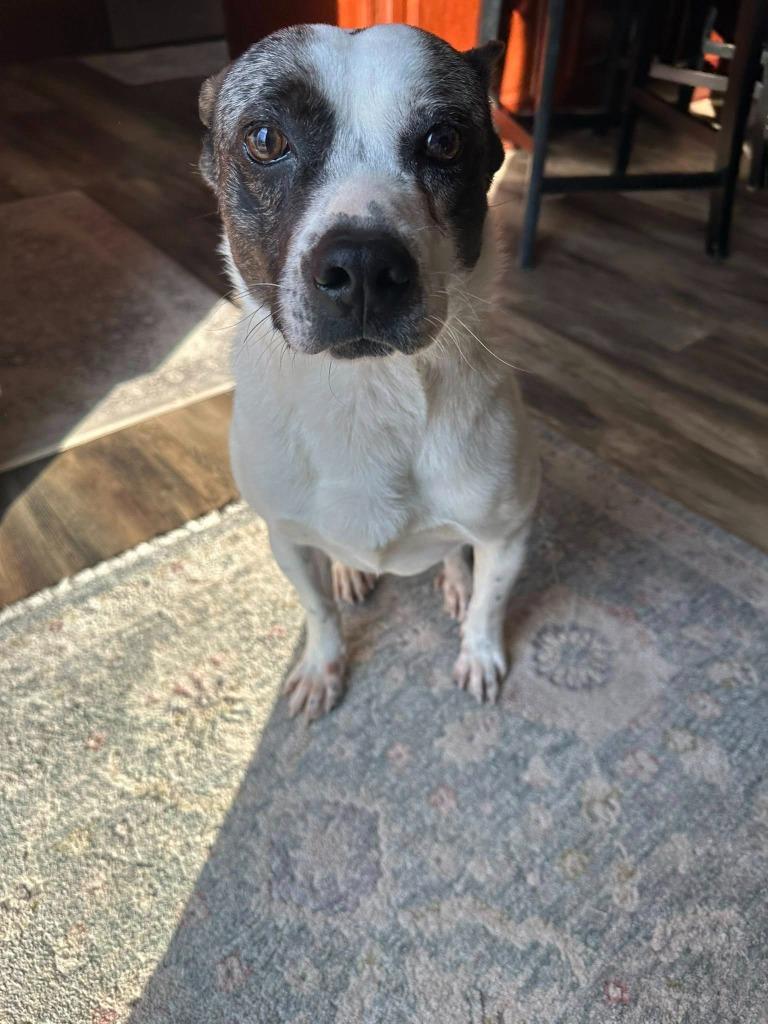 Ronnie — thumbnail 4