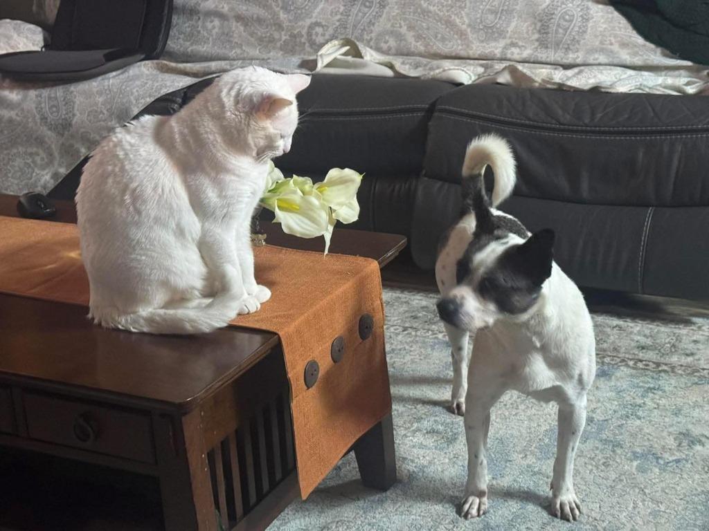 Ronnie — thumbnail 5