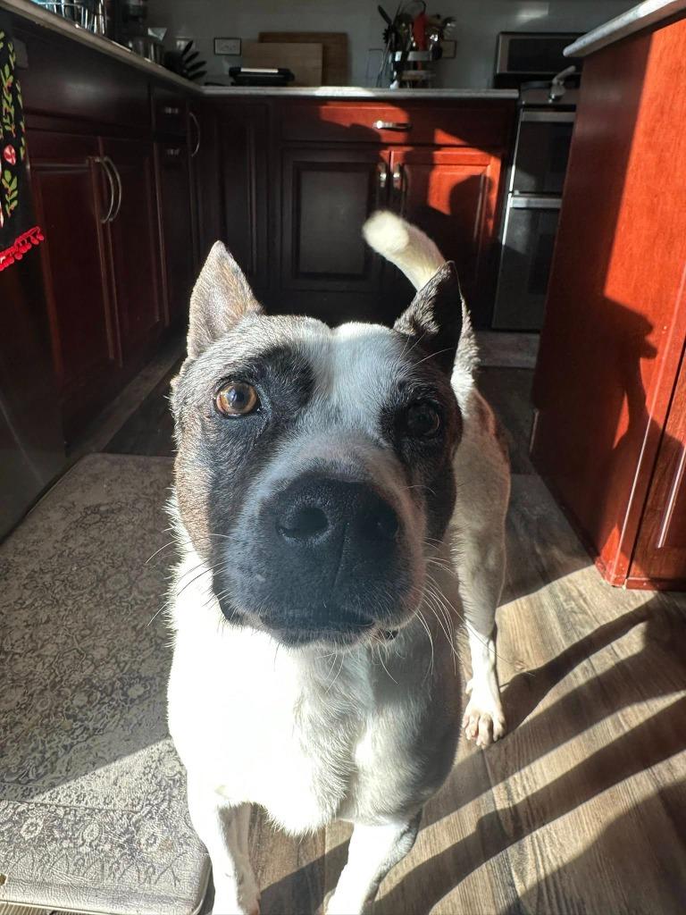 Ronnie — thumbnail 6