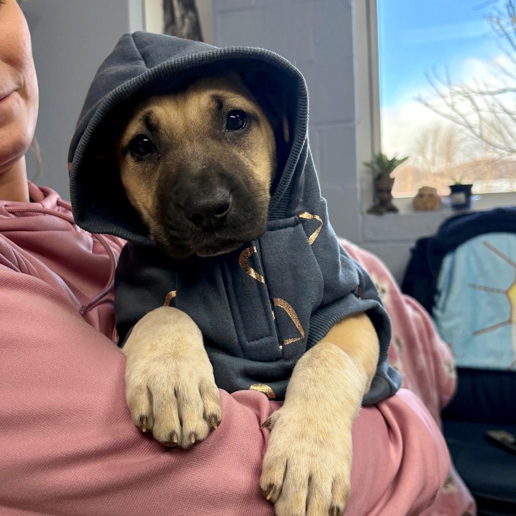 Enlarge Sophia, a Adoptable Mixed Breed in Hendersonville, NC image 2/6