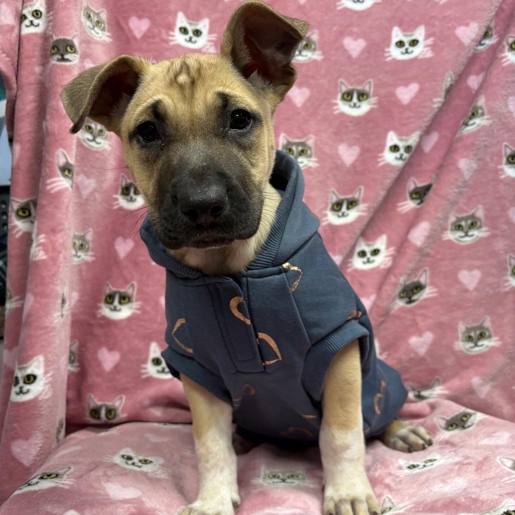 Enlarge Sophia, a Adoptable Mixed Breed in Hendersonville, NC image 3/6