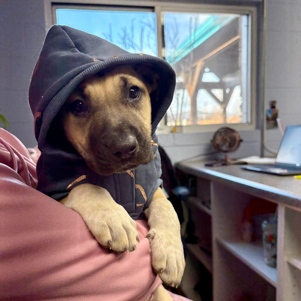 Enlarge Sophia, a Adoptable Mixed Breed in Hendersonville, NC image 4/6