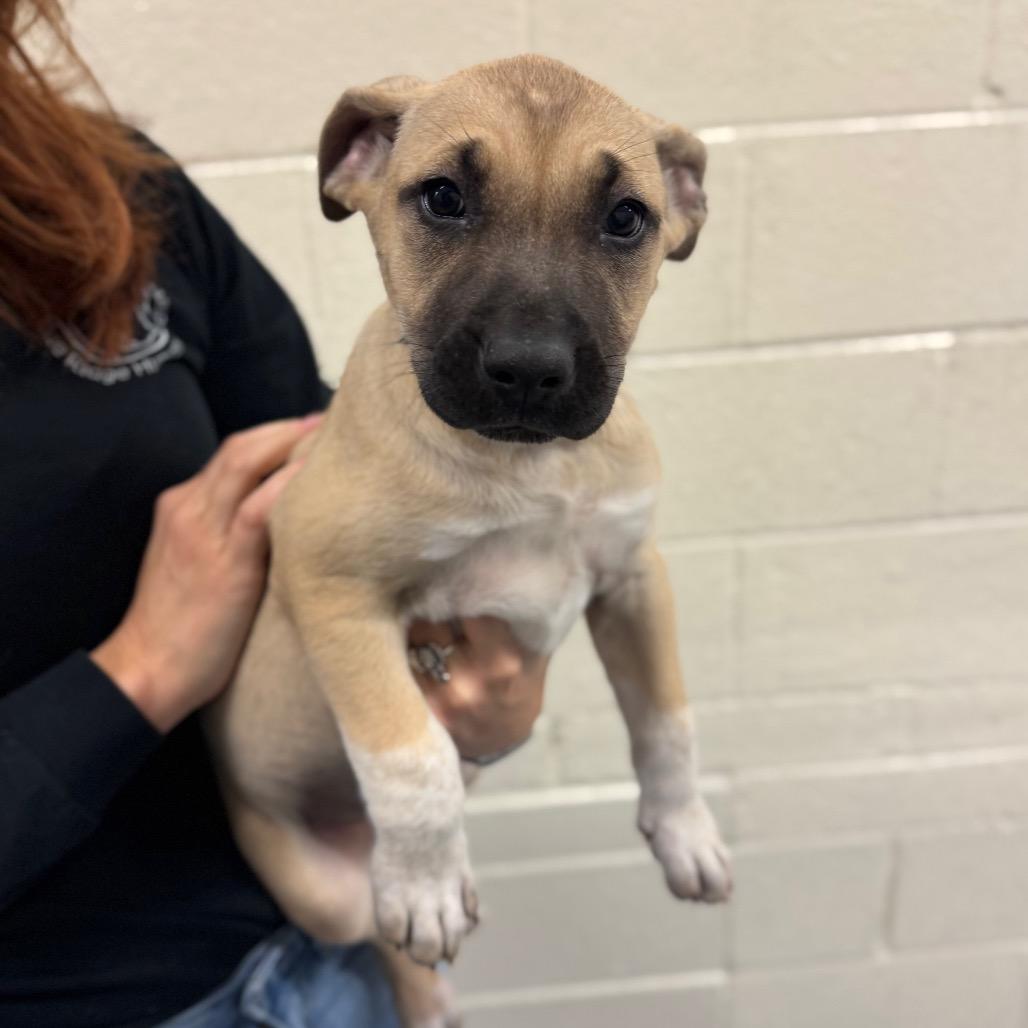 Enlarge Sophia, a Adoptable Mixed Breed in Hendersonville, NC image 5/6