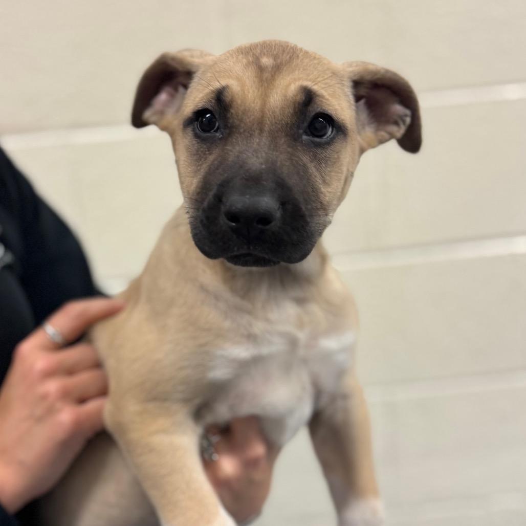 Enlarge Sophia, a Adoptable Mixed Breed in Hendersonville, NC image 6/6