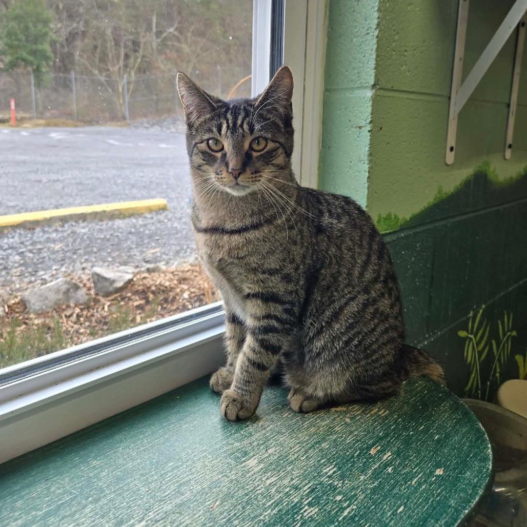 Oscar (blue collar), Adoptable, Young Male Domestic Short Hair.