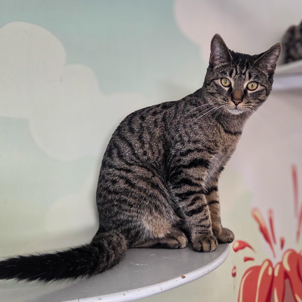 Enlarge Oscar (blue collar), a Adoptable Domestic Short Hair in Newport, TN image 3/4