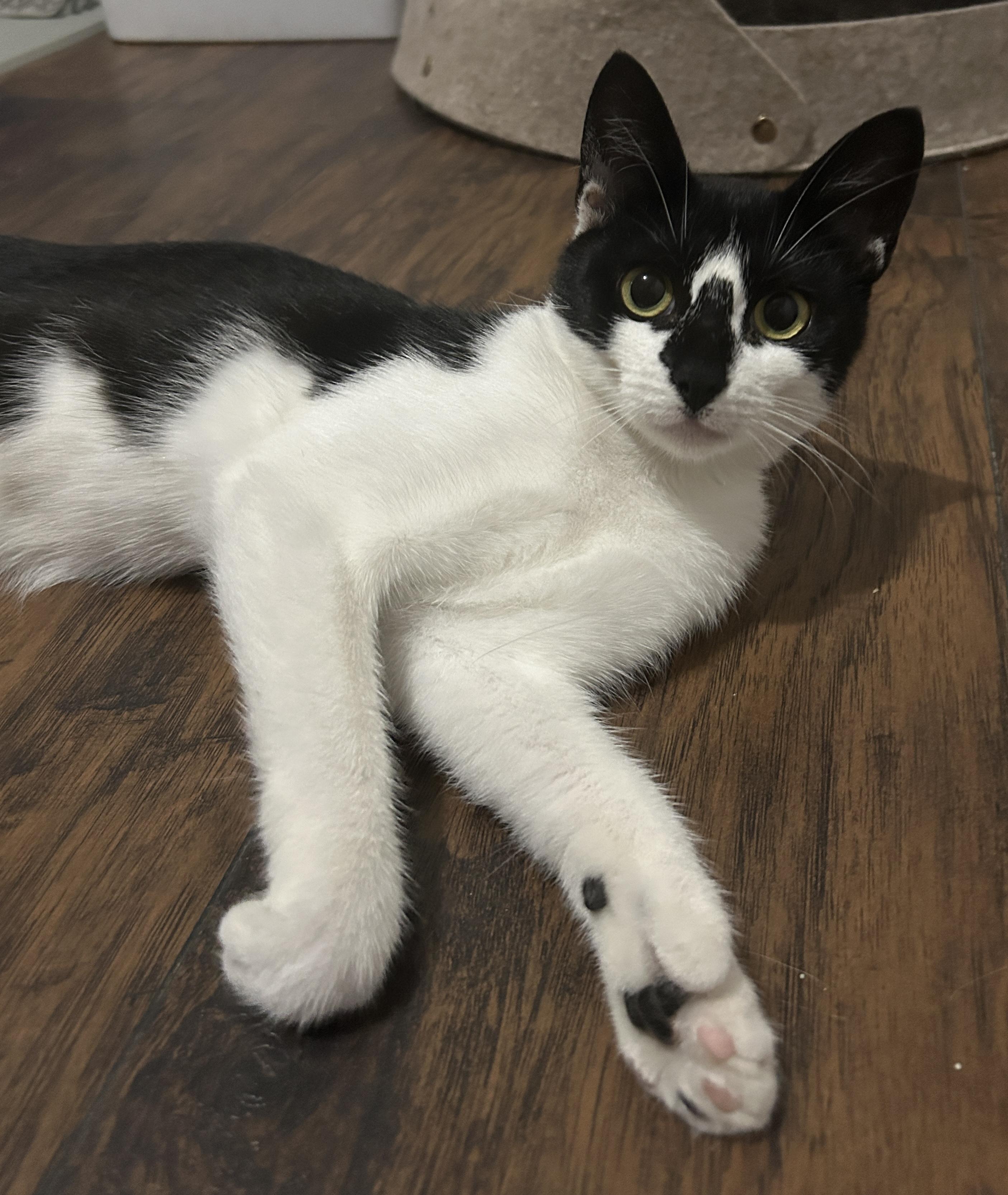 Rolly-Polly, Adoptable, Young Female Extra-Toes Cat / Hemingway Polydactyl & Domestic Short Hair.