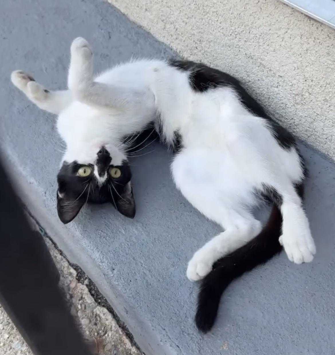 Enlarge Rolly-Polly, a Adoptable mixed breed in Allentown, NJ image 3/5