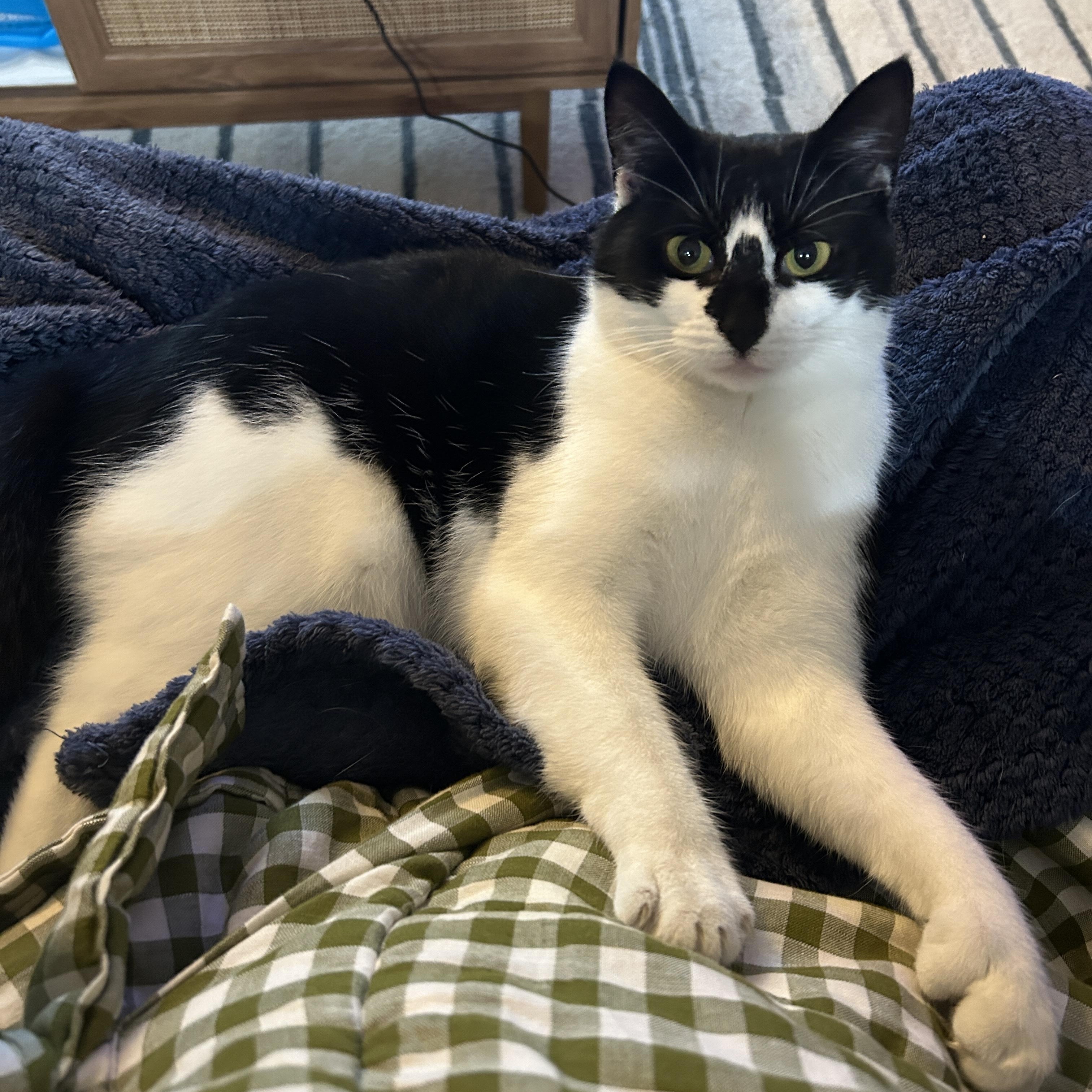 Enlarge Rolly-Polly, a Adoptable mixed breed in Allentown, NJ image 5/5