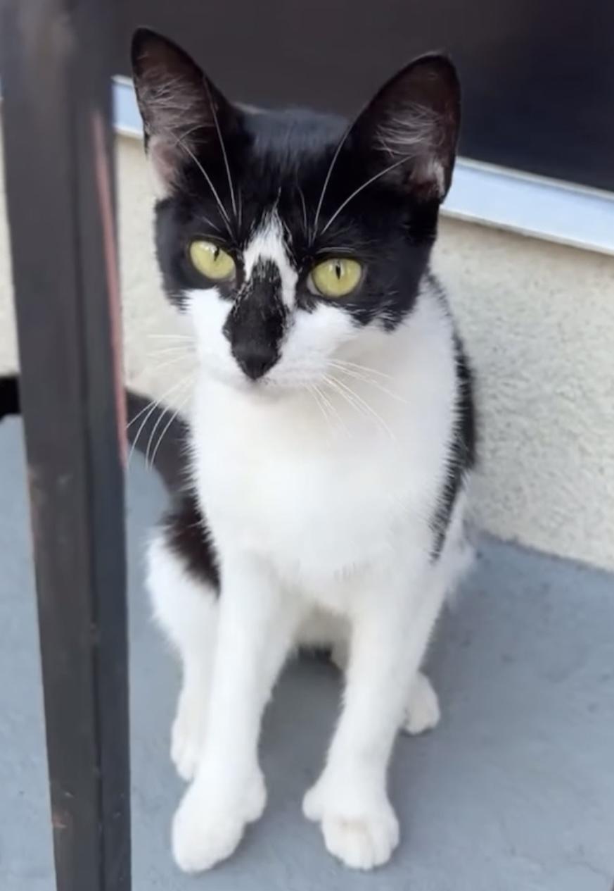 Enlarge Rolly-Polly, a Adoptable mixed breed in Allentown, NJ image 4/5