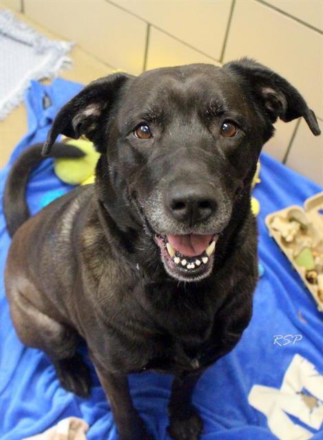 MAX, Adoptable, Adult Male Labrador Retriever & Mixed Breed.