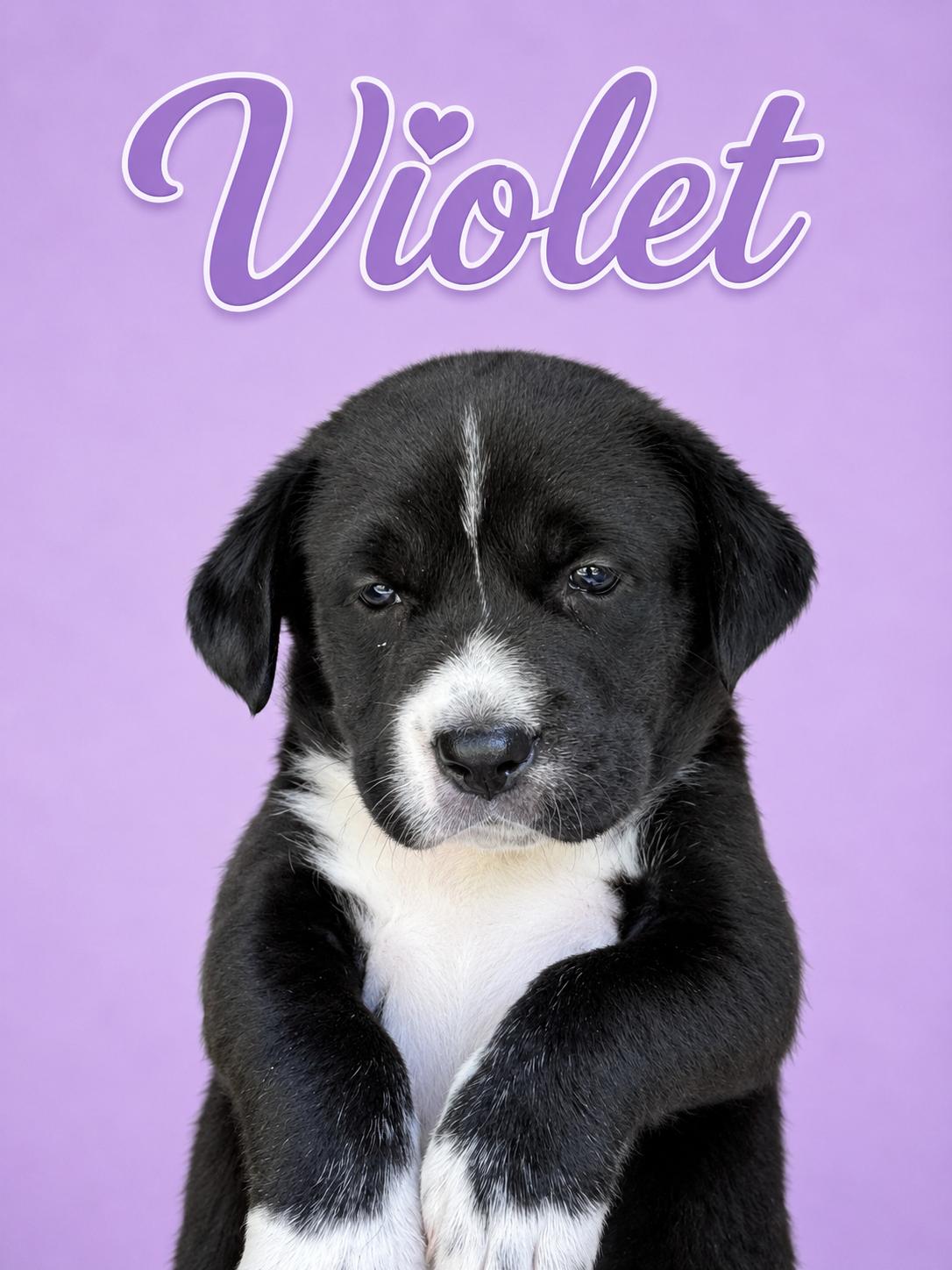 Enlarge Violet, a Adoptable mixed breed in Trinity, AL image 1/1