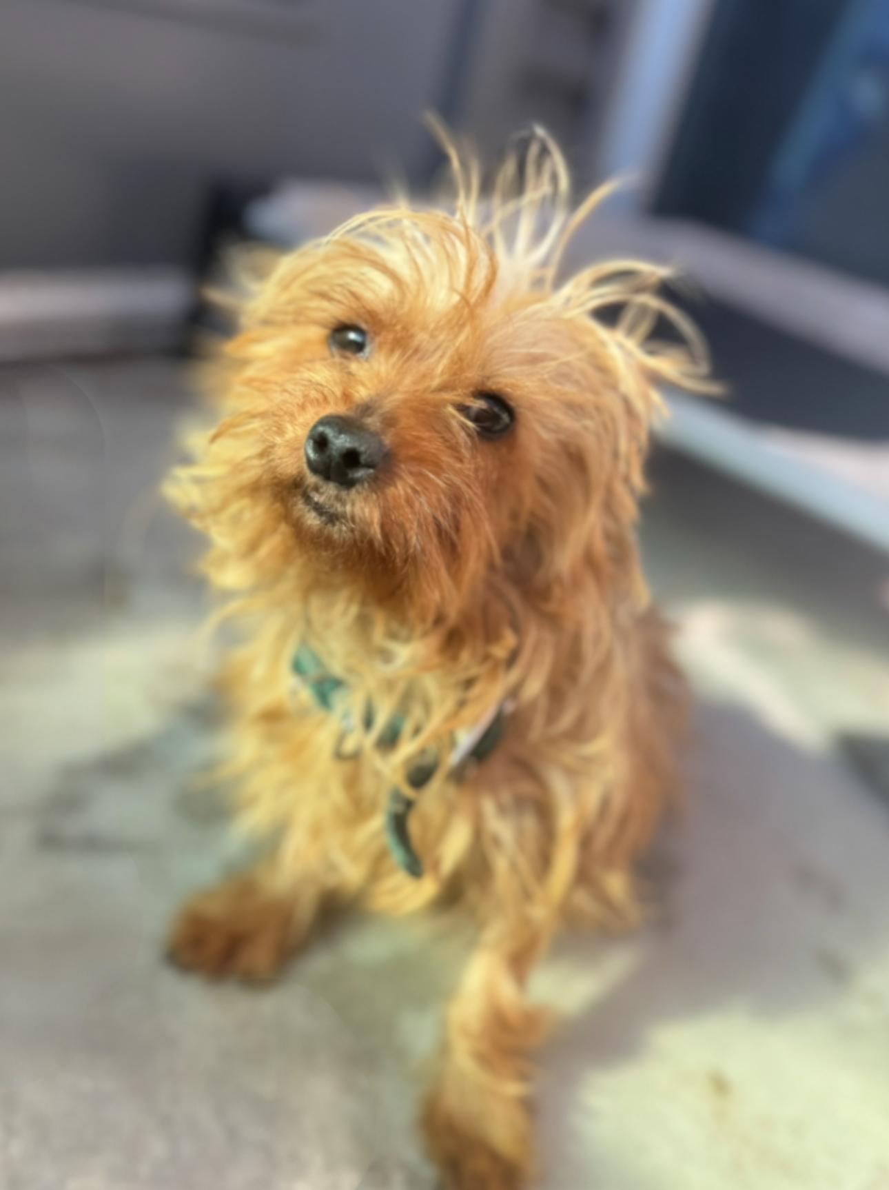 Max, adopted, Young Male Yorkshire Terrier.