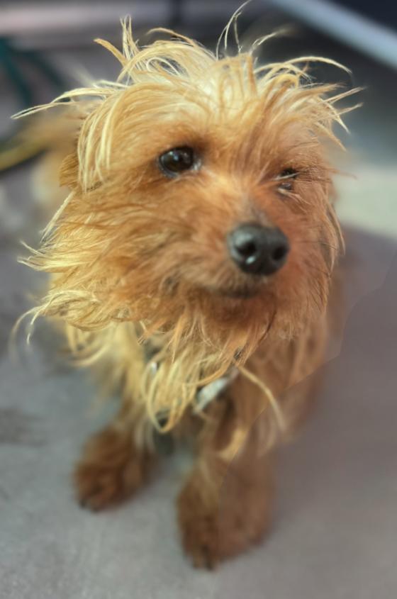 Max, an adopted Yorkshire Terrier in Los Angeles, CA image 2/5