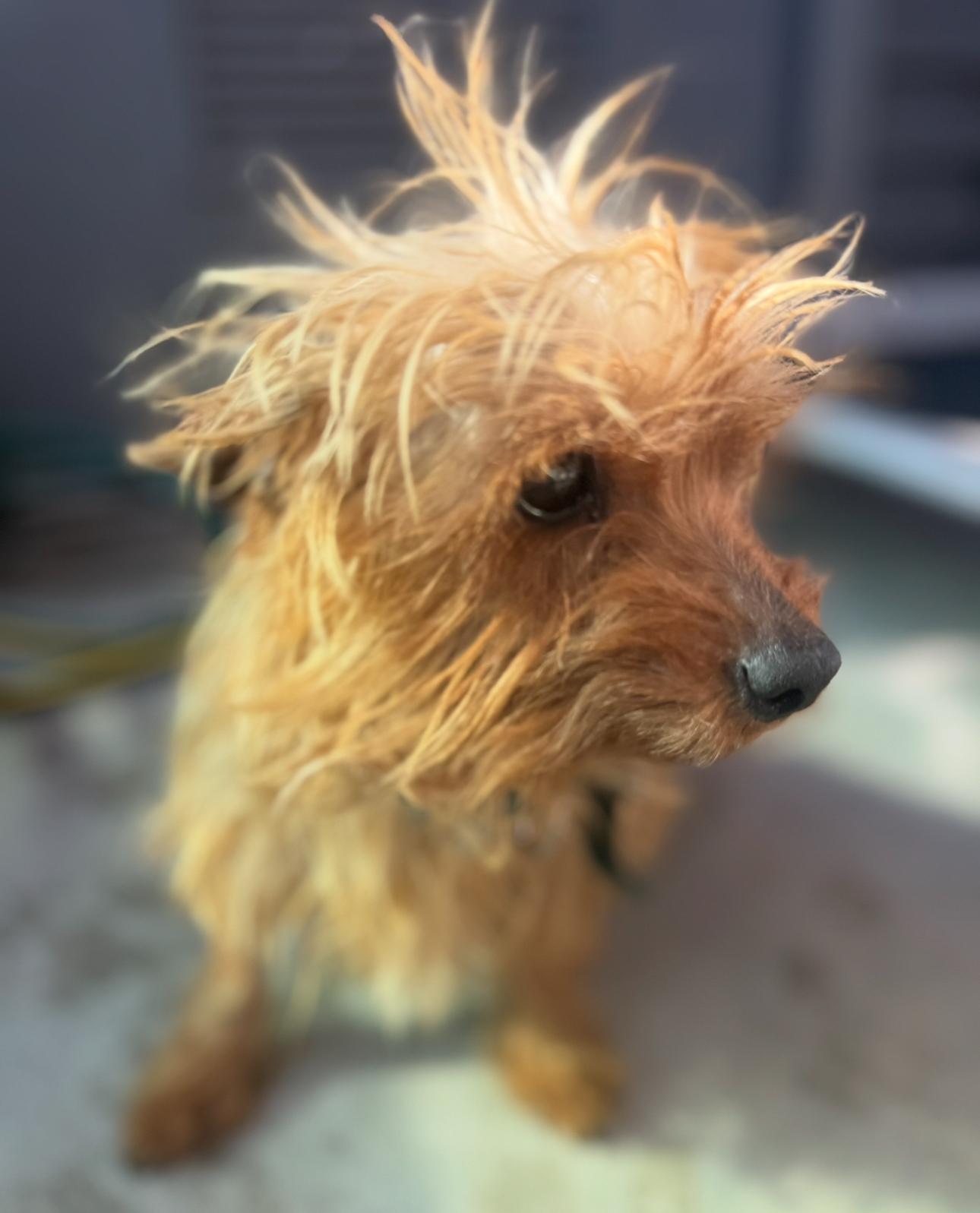 Max, an adopted Yorkshire Terrier in Los Angeles, CA image 3/5
