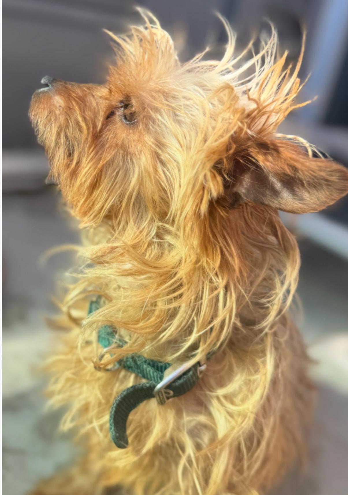 Max, an adopted Yorkshire Terrier in Los Angeles, CA image 4/5