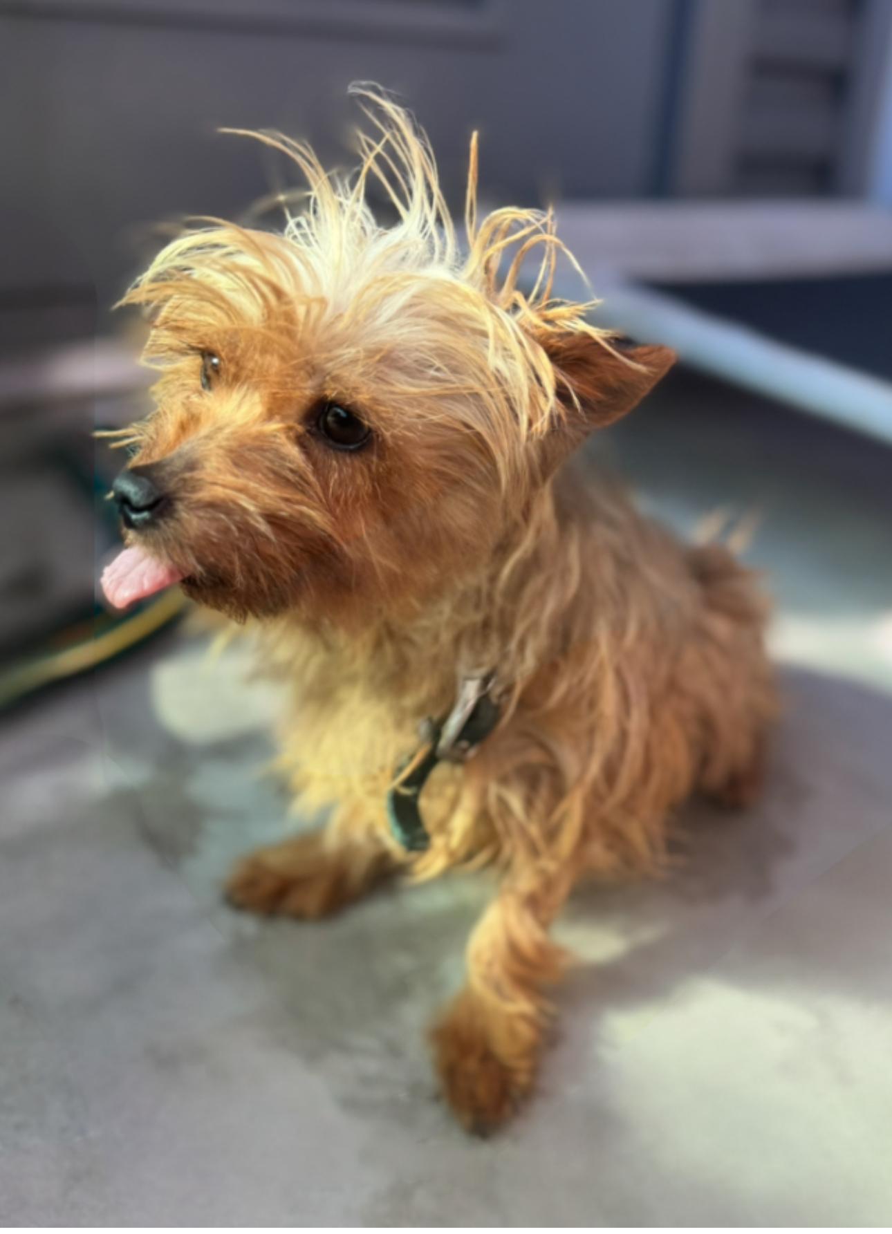 Max, an adopted Yorkshire Terrier in Los Angeles, CA image 5/5
