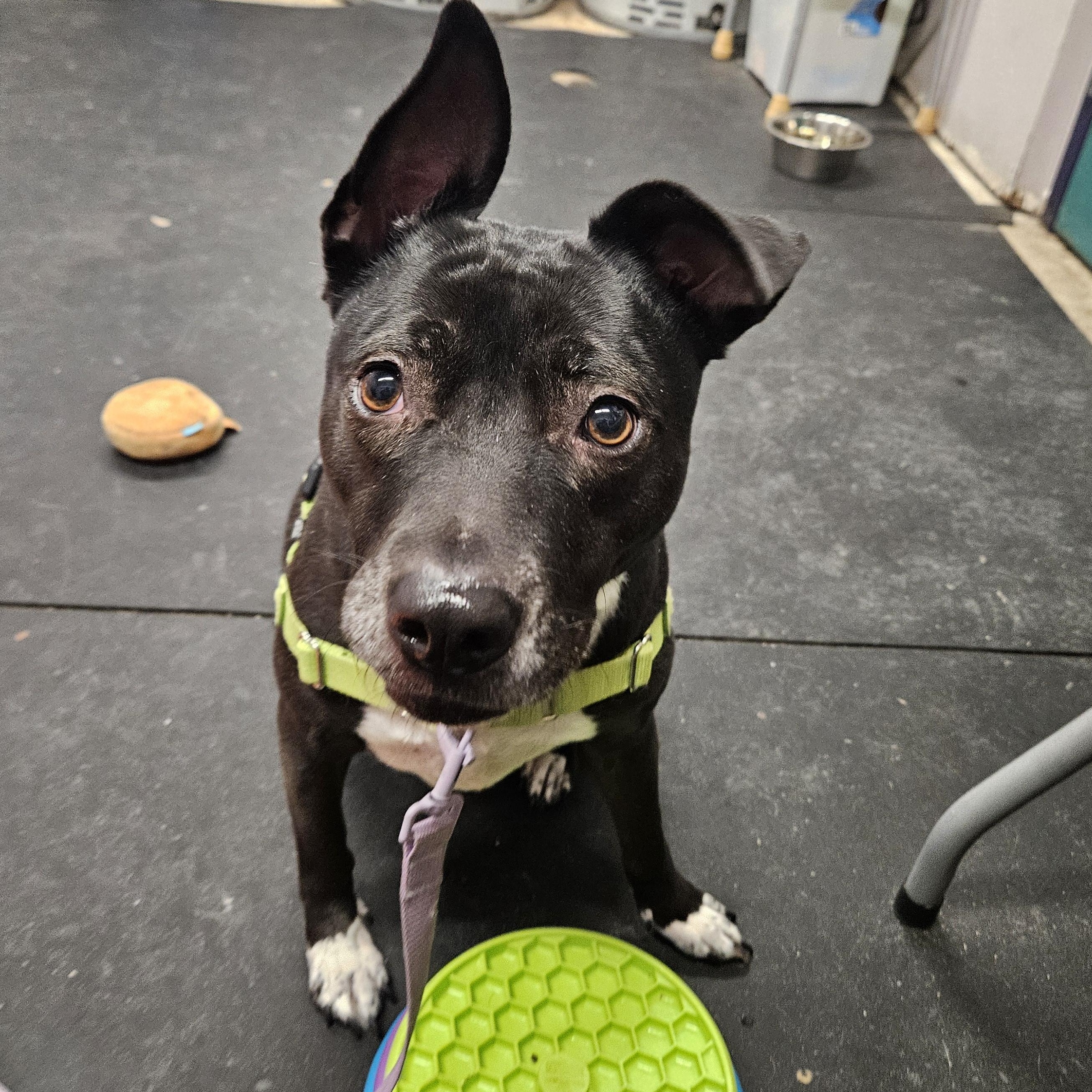 Barry-Quirky, outgoing & dog social, ADOPTABLE, Adult Male Mixed Breed.