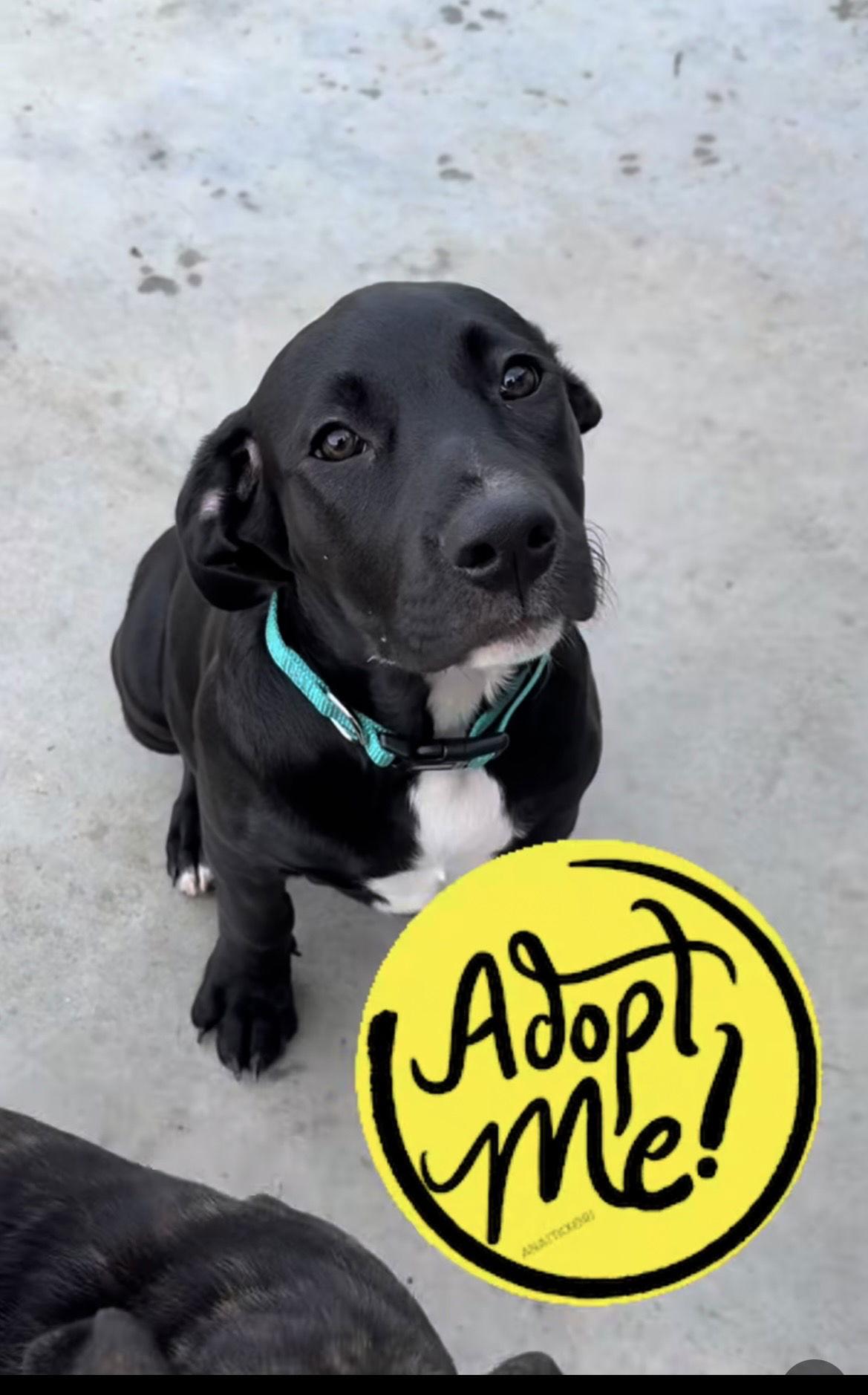 Tallulah's Tinsels - Noel, Adopted, Puppy Female American Staffordshire Terrier.