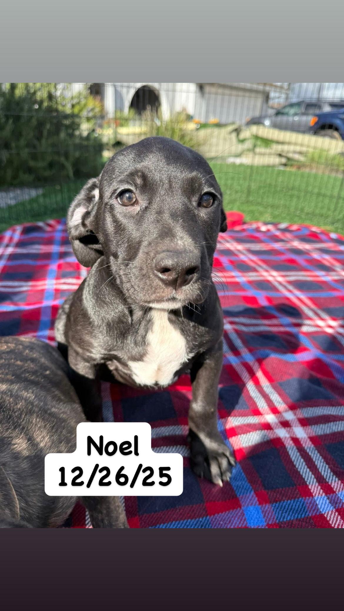 Enlarge Tallulah's Tinsels - Noel, a Adopted American Staffordshire Terrier in San Diego, CA image 2/3