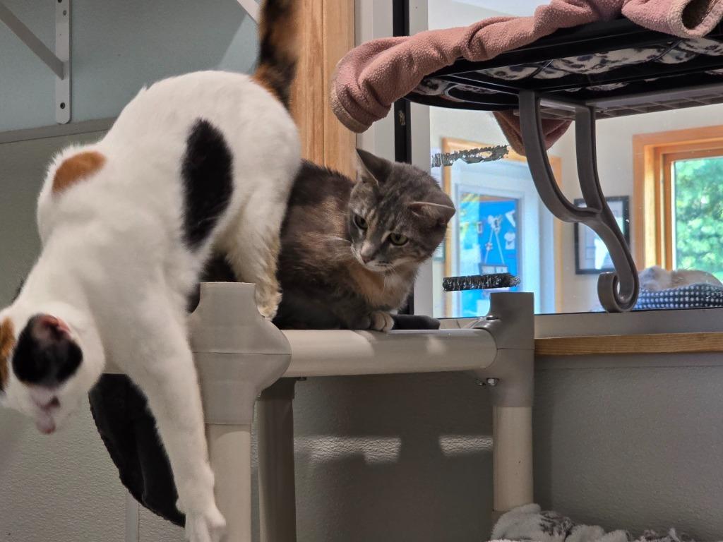 Neveah, Adoptable, Young Female Domestic Short Hair.