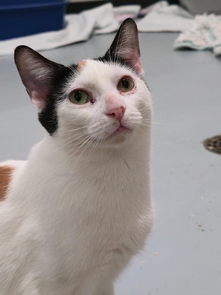 Enlarge Neveah, a Adoptable mixed breed in Ashland, WI image 2/5