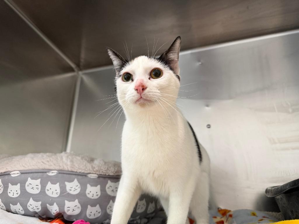 Neveah, a Adoptable mixed breed in Ashland, WI image 1/3