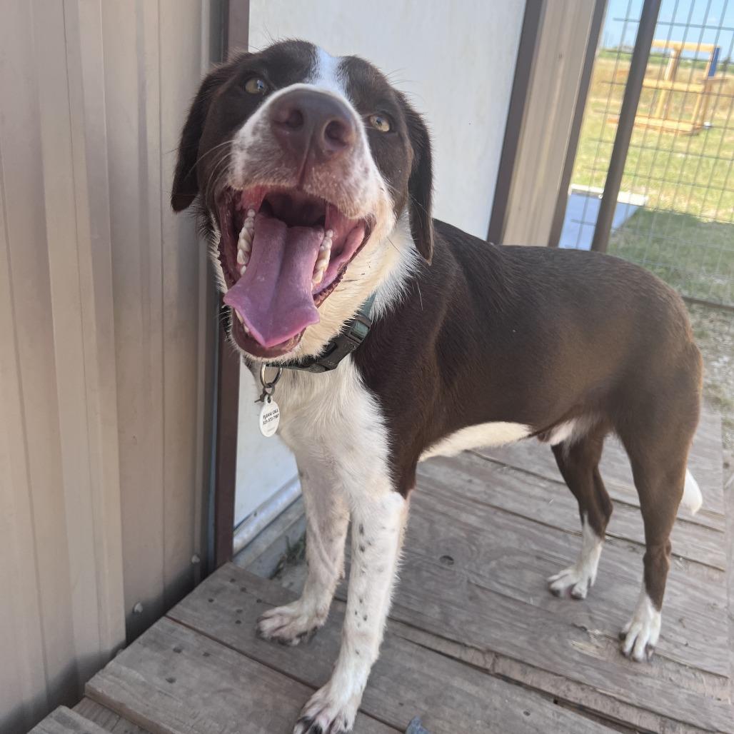 Rusty, Adoptable, Young Male American Foxhound & Mixed Breed.