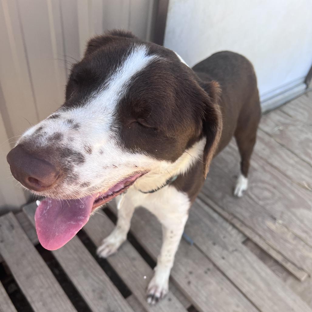 Enlarge Rusty, a Adoptable mixed breed in San Saba, TX image 3/6