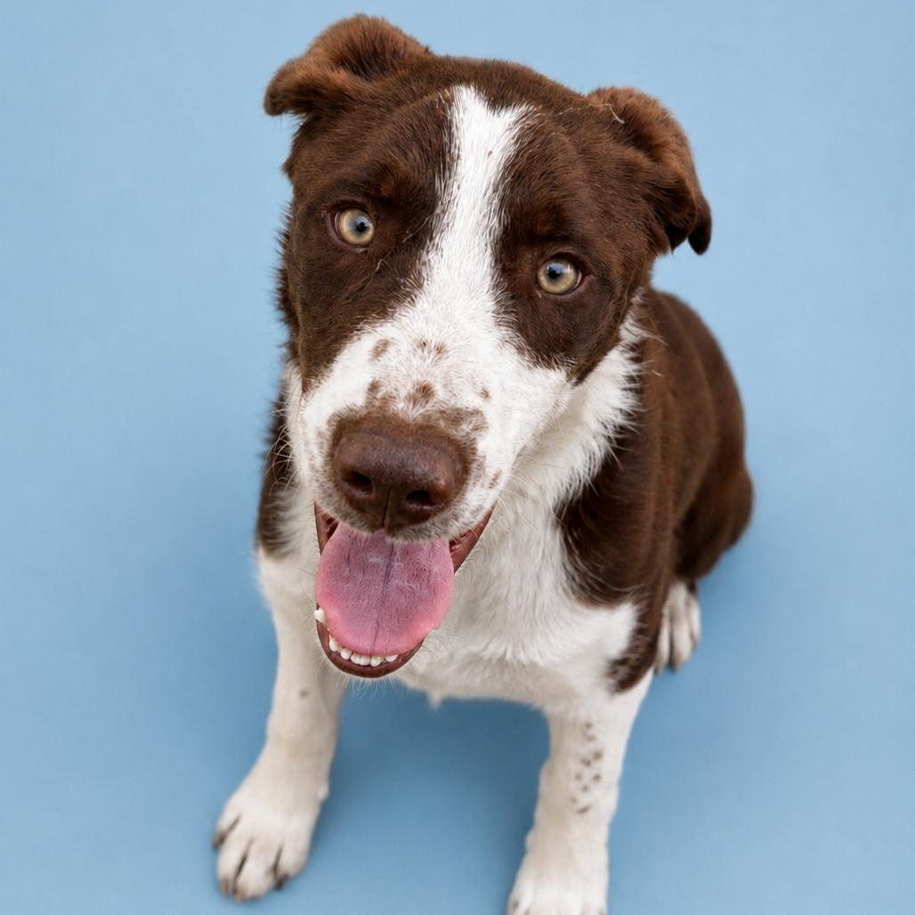Enlarge Rusty, a Adoptable mixed breed in San Saba, TX image 4/6