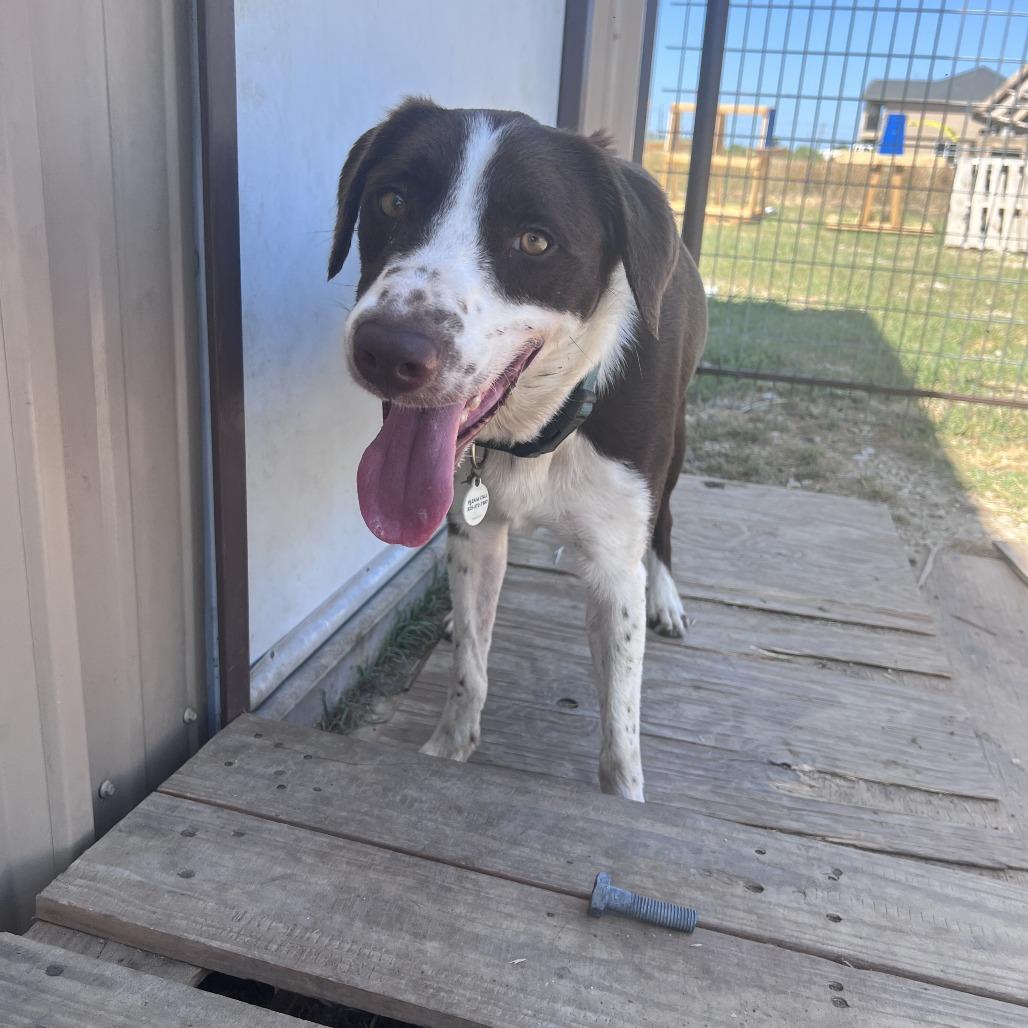 Enlarge Rusty, a Adoptable mixed breed in San Saba, TX image 6/6