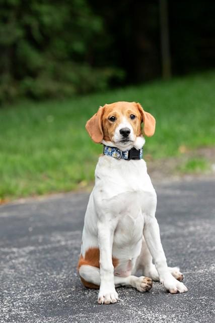 SUE, Adoptable, Puppy Female Labrador Retriever & Catahoula Leopard Dog.