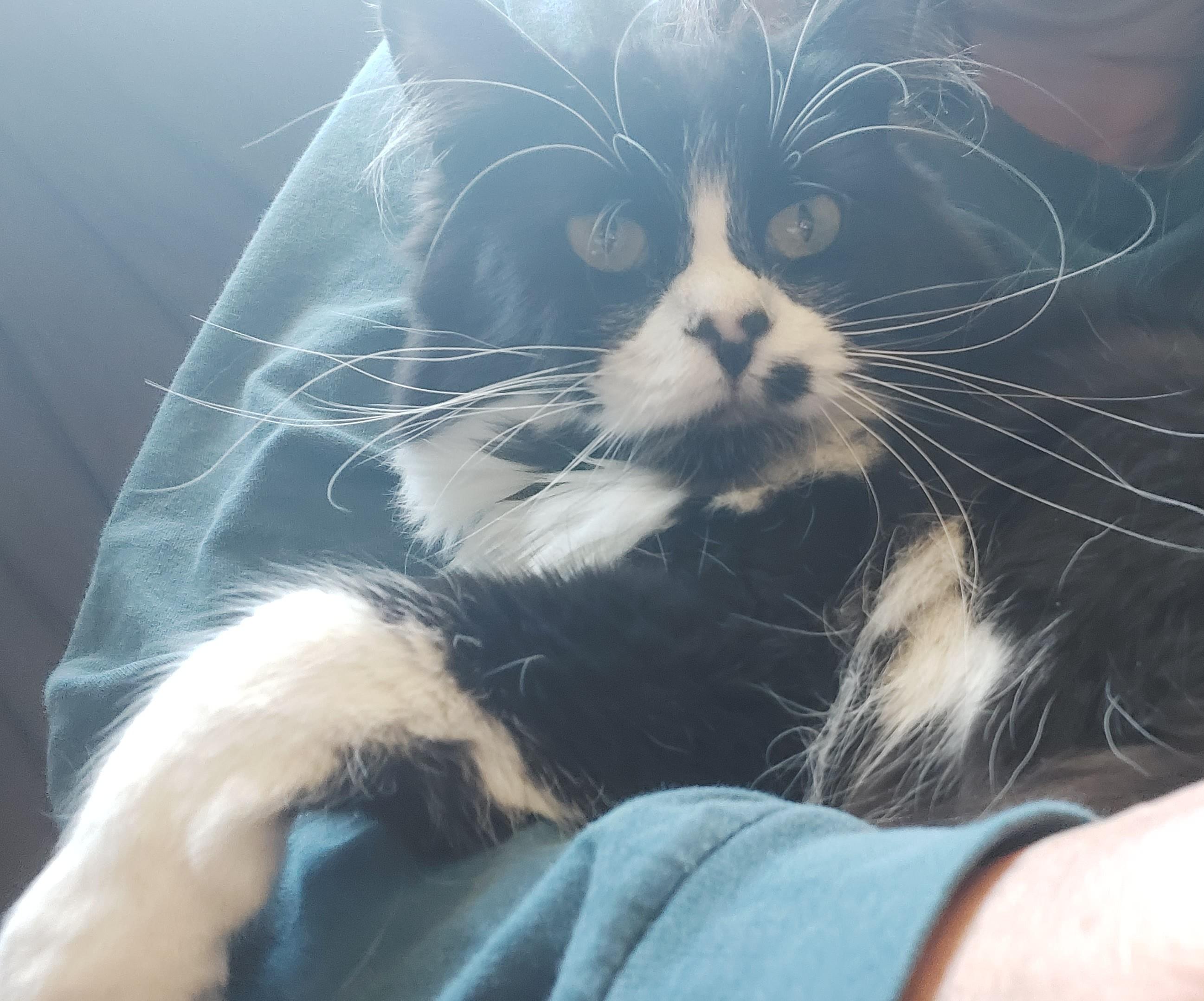 Phoebe, Adopted, Young Female Domestic Long Hair & Tuxedo.