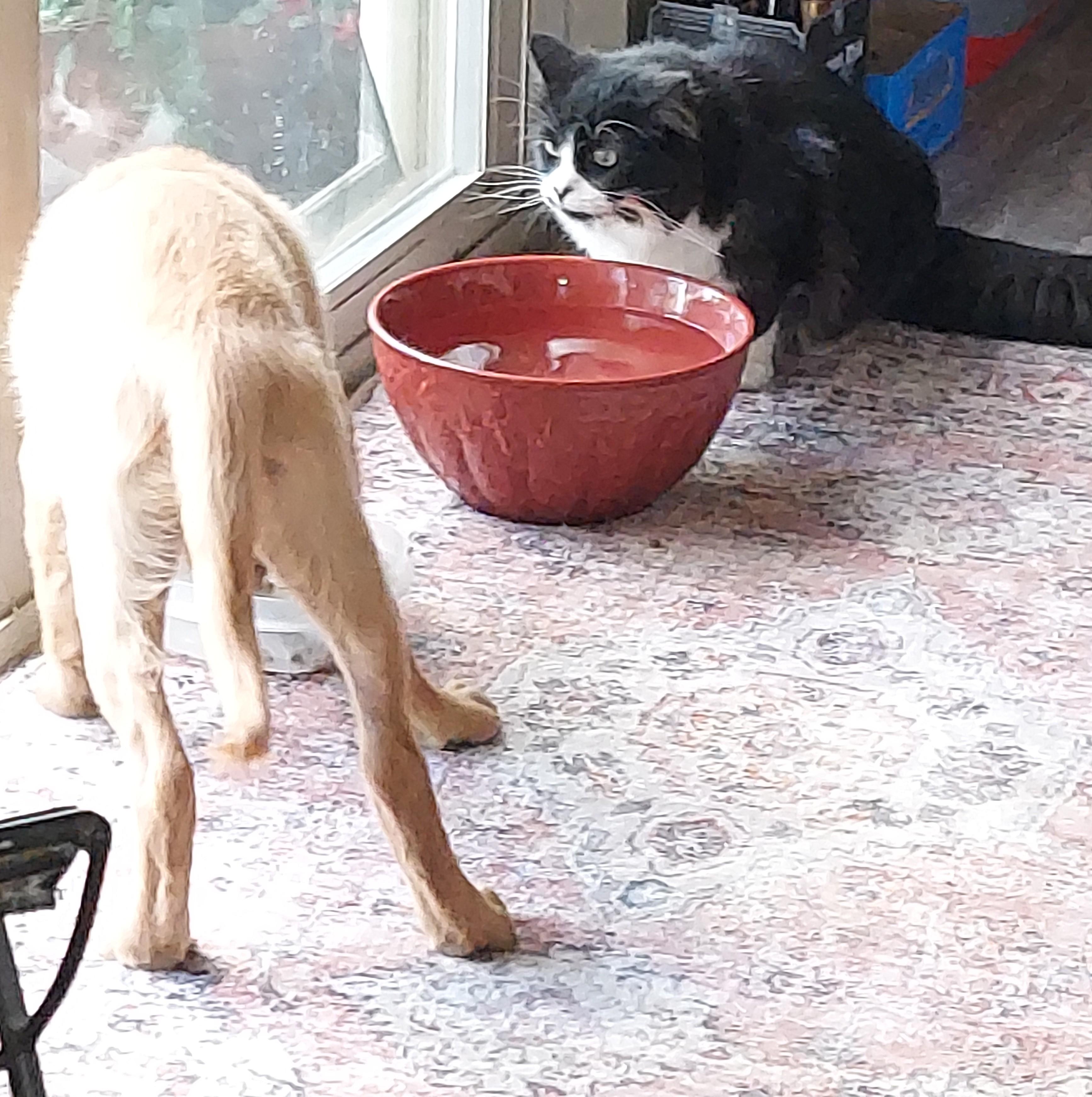 Enlarge Phoebe, a Adopted mixed breed in Tehachapi, CA image 2/4