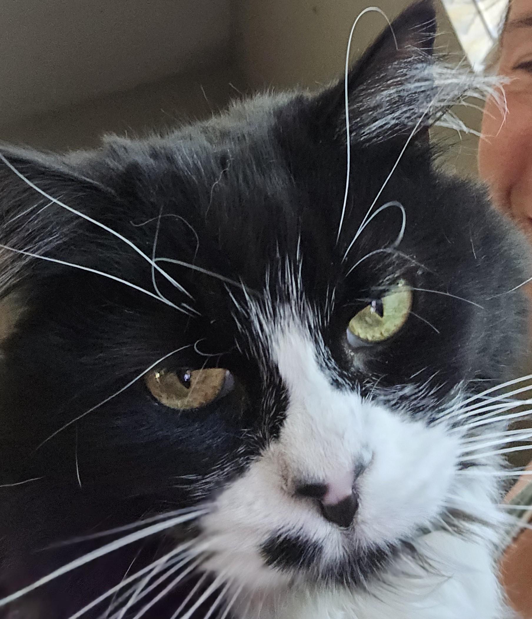 Enlarge Phoebe, a Adopted mixed breed in Tehachapi, CA image 3/4