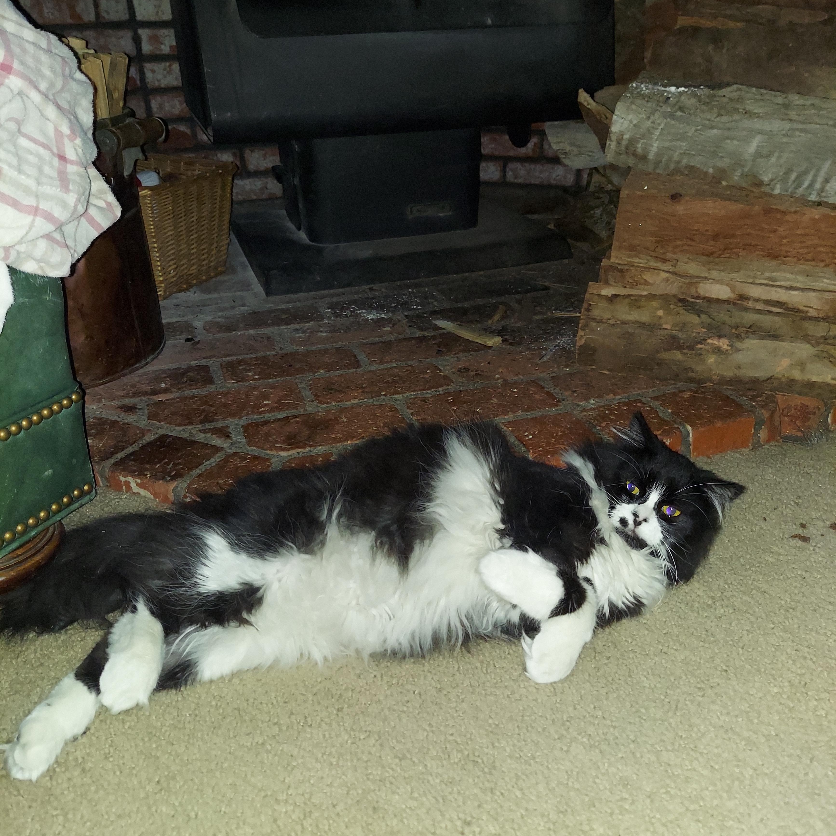 Enlarge Phoebe, a Adopted mixed breed in Tehachapi, CA image 4/4