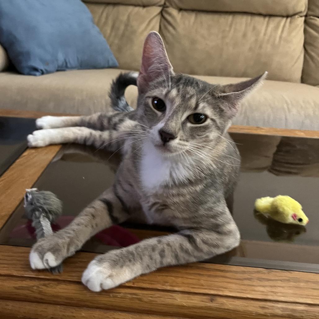 Misty, Adoptable, Young Female American Shorthair.