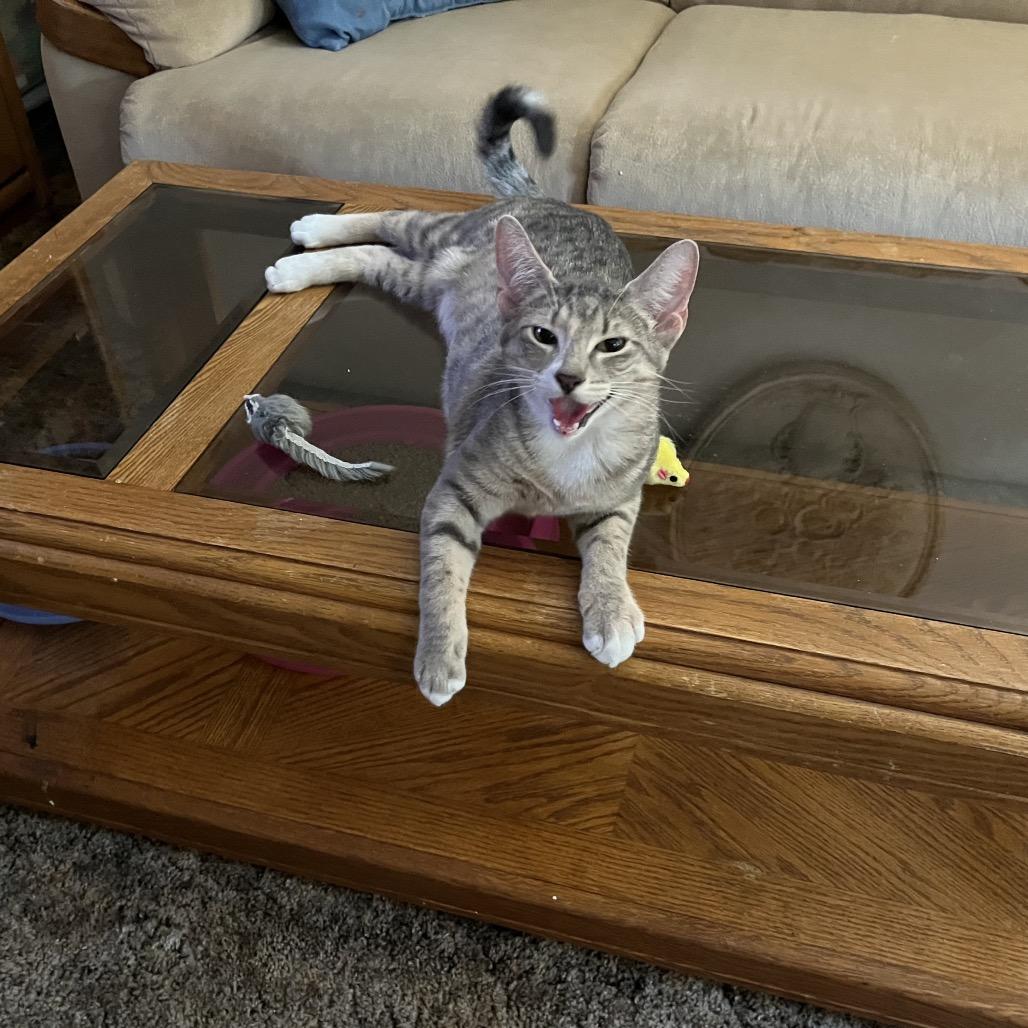 Enlarge Misty, a Adoptable American Shorthair in Overland Park, KS image 2/2