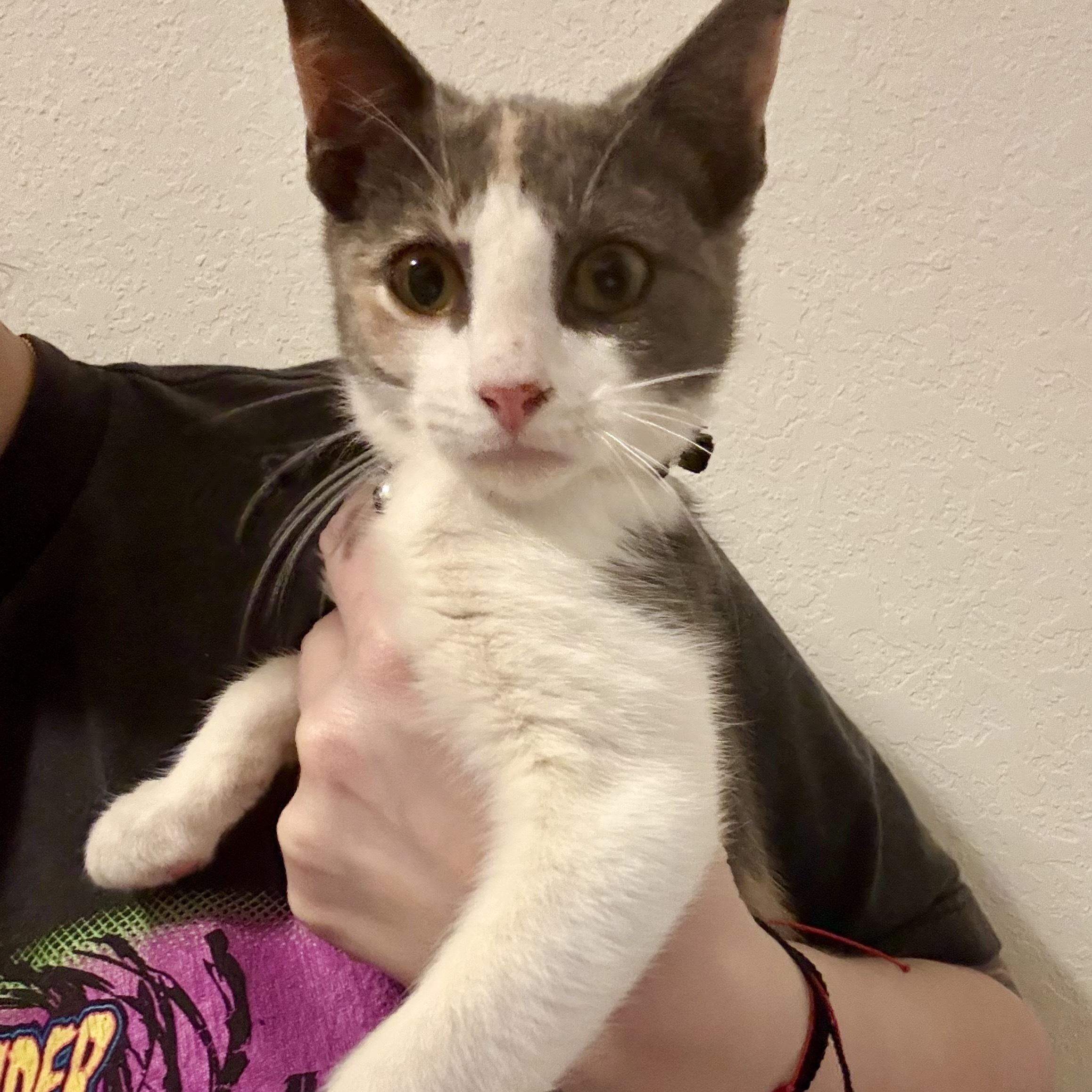 Lucy , a Adoptable Domestic Short Hair in Benton Harbor, MI image 2/6