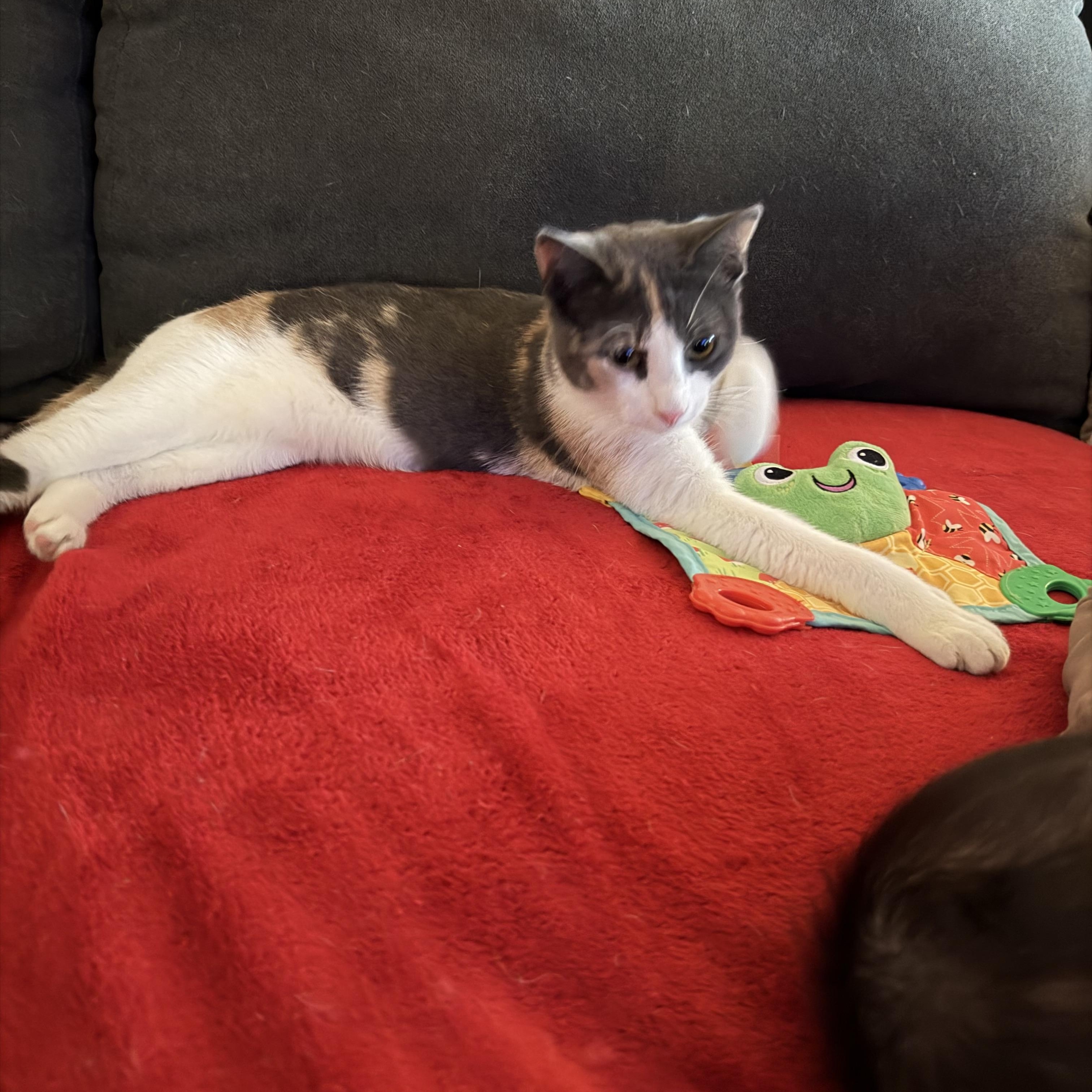 Lucy , a Adoptable Domestic Short Hair in Benton Harbor, MI image 5/6