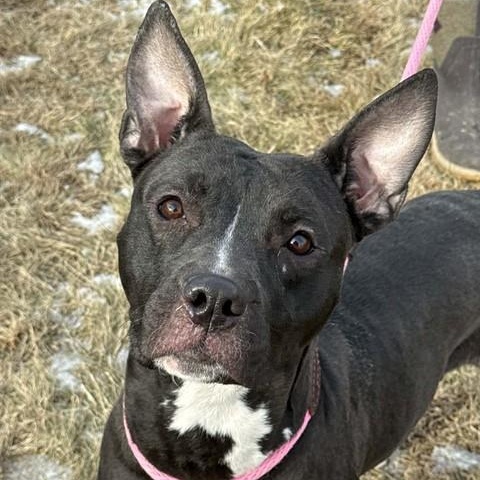 Enlarge "Micah", a ADOPTABLE American Staffordshire Terrier in Perkiomenville, PA image 1/1
