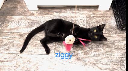 Enlarge Ziggy, a Adoptable Domestic Short Hair in Flushing, NY image 3/5
