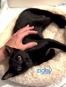 Enlarge Ziggy, a Adoptable Domestic Short Hair in Flushing, NY image 4/5