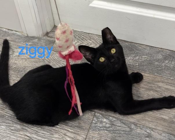 Ziggy, Adoptable, Kitten Male Domestic Short Hair.