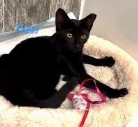 Enlarge Ziggy, a Adoptable Domestic Short Hair in Flushing, NY image 5/5