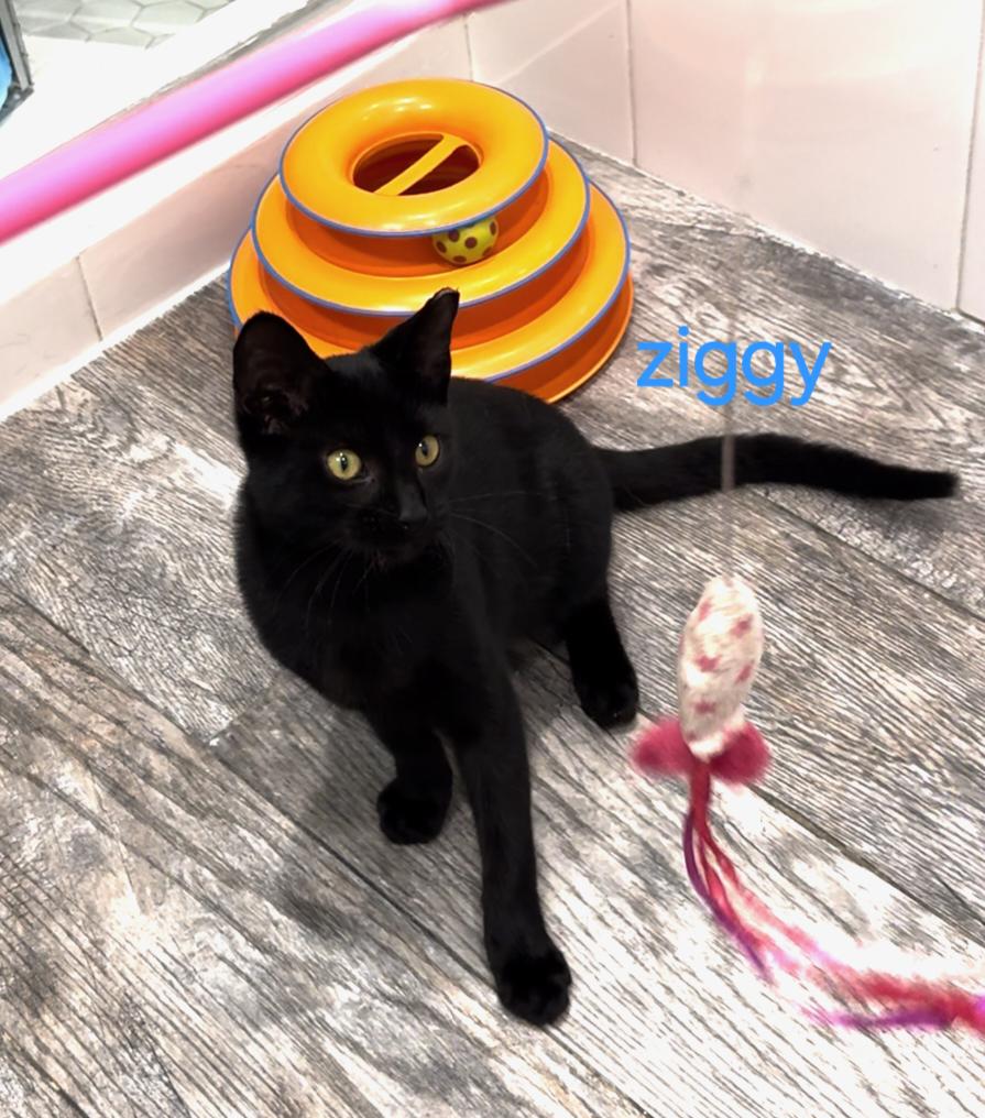 Enlarge Ziggy, a Adoptable Domestic Short Hair in Flushing, NY image 2/5