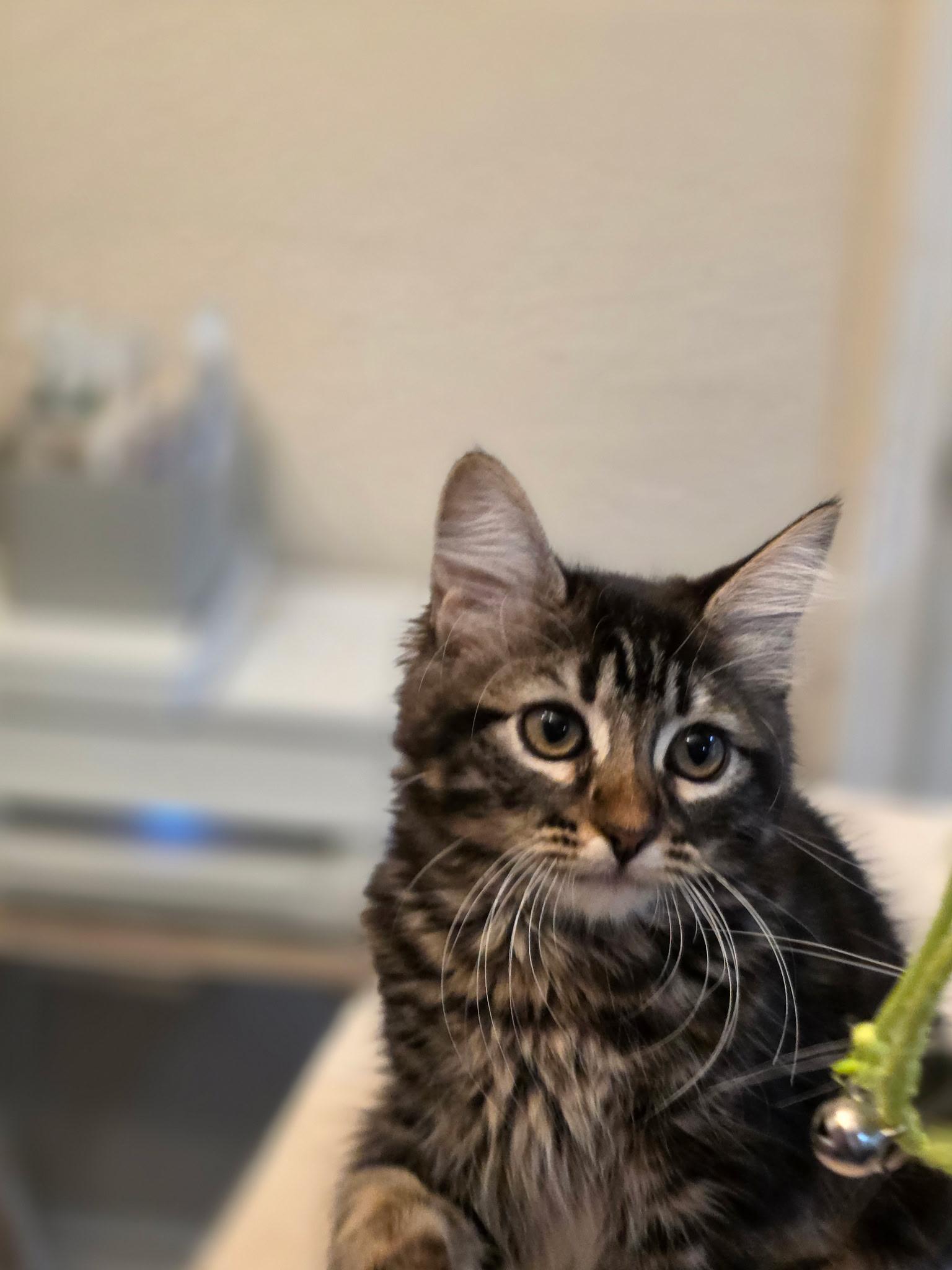 Muffin, Adopted, Young Female Domestic Long Hair.