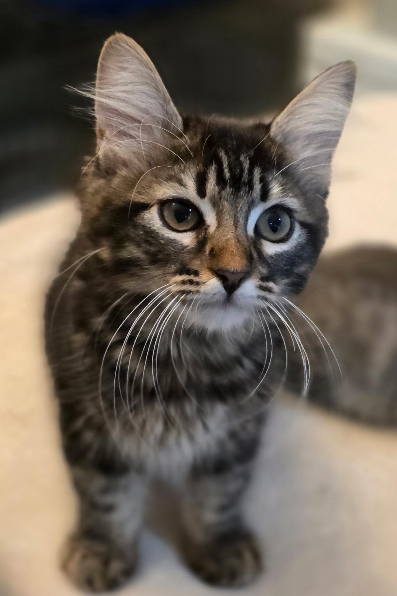 Enlarge Muffin, a Adopted Domestic Long Hair in Rio Linda, CA image 2/6